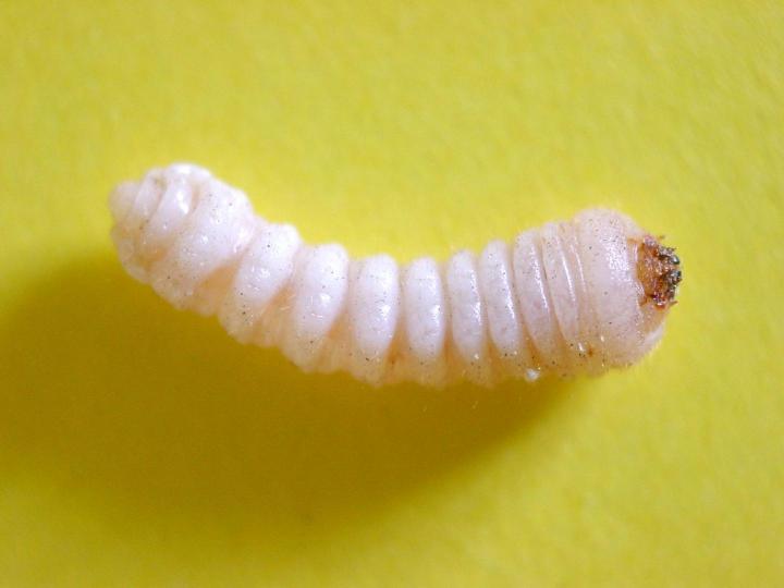 Traitement des bois Béziers